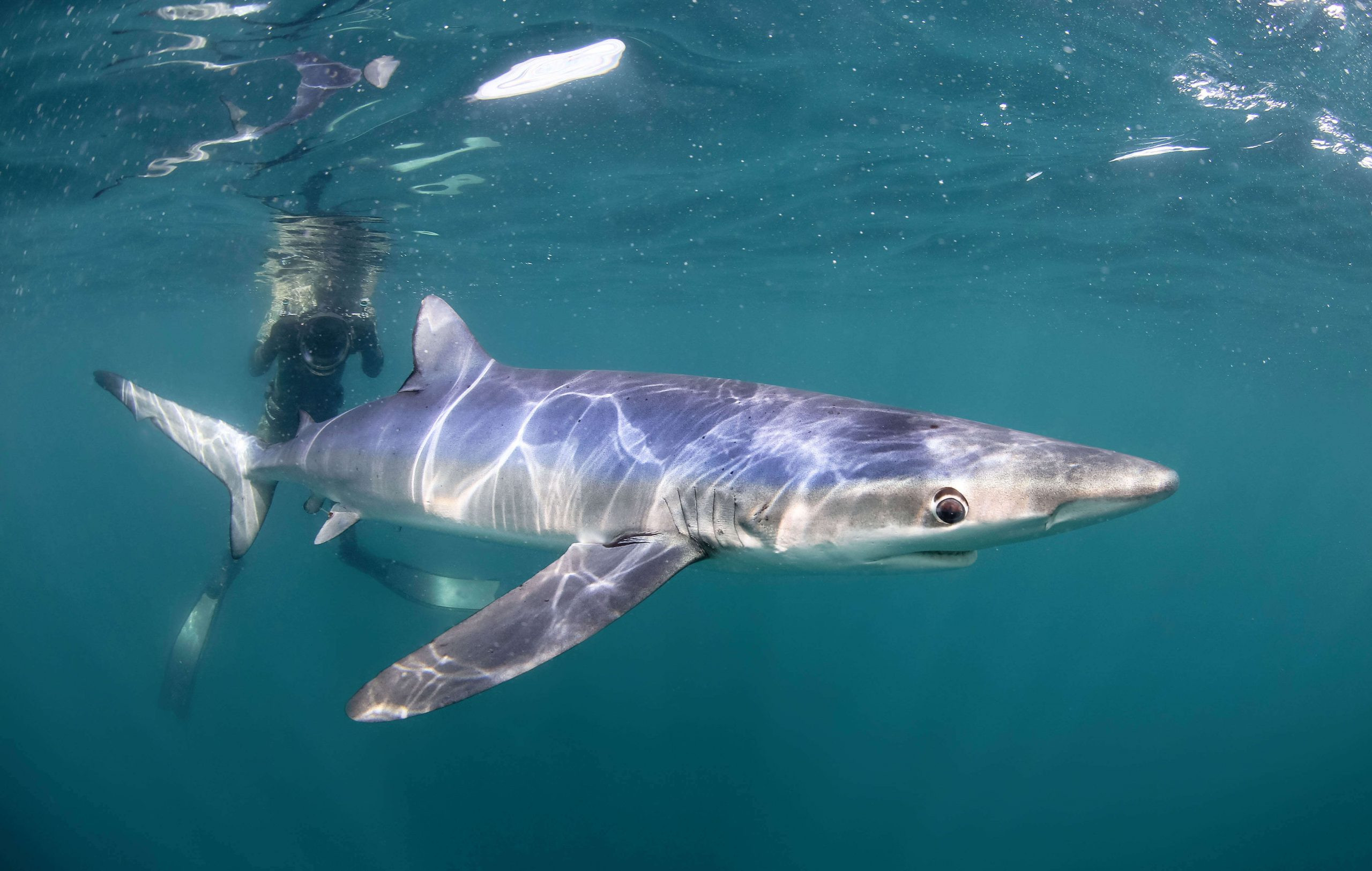 Snorkelling with blue sharks off West Cornwall