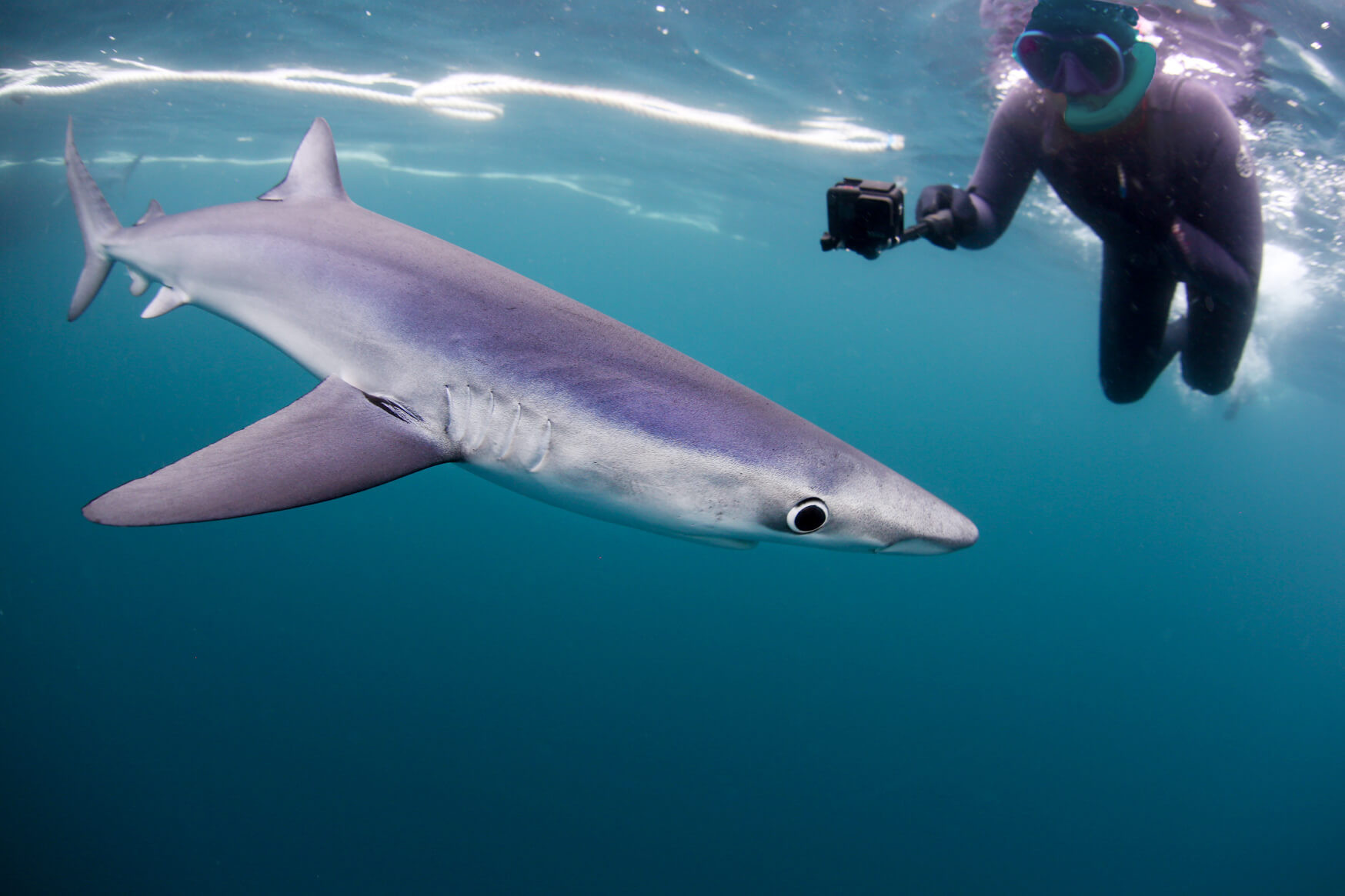 Snorkelling with blue sharks off West Cornwall