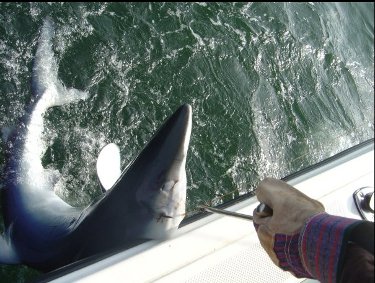 blue-shark
